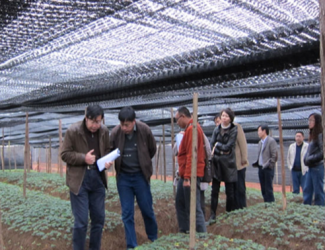 “云南白藥-苗鄉(xiāng)三七”合作的三七訂制農(nóng)場通過國家GAP認證