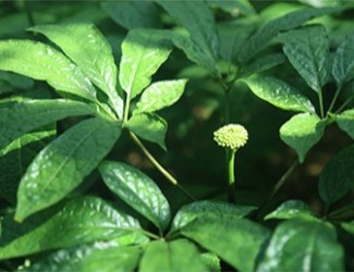 三七是什么？