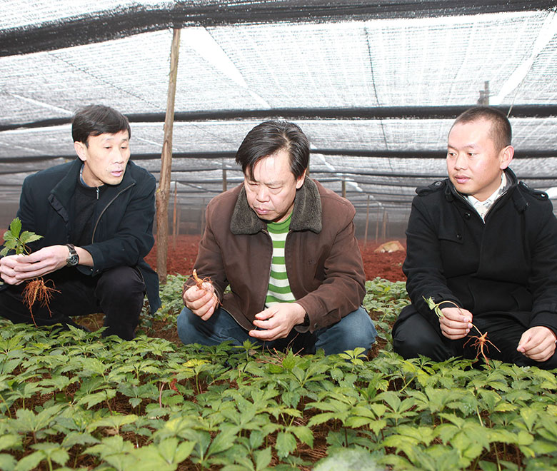 苗鄉(xiāng)三七與云南農(nóng)業(yè)大學合作