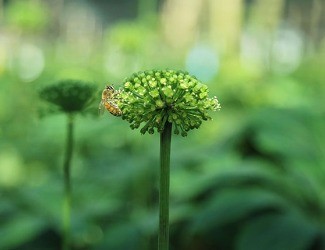 必看！你適合吃三七嗎？