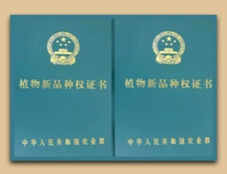 國家給三七頒發(fā)了這個證書，歷史首次！