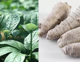 如何挑選道地的三七，買三七需要注意的四點(diǎn)事項(xiàng)