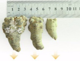 三七頭數(shù)與藥效的關(guān)聯(lián)，只看頭數(shù)并不正確