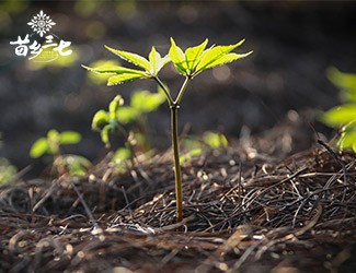 都有哪些醫(yī)書藥典為三七站臺(tái)?