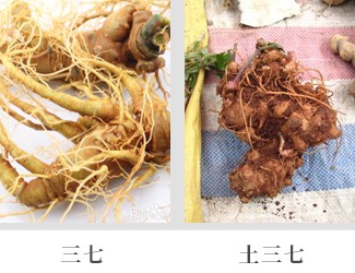 文山三七價(jià)格琳瑯滿目，當(dāng)心三七和土三七區(qū)別