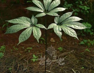 人有九種性格，三七粉有寒熱之分嗎？