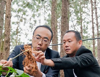 三七良種喜獲豐收，實(shí)現(xiàn)產(chǎn)量含量雙突破！